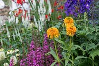 Echinacea 'Secret Glow' -  Double Hybrid Coneflower 'Secret Glow' with other flowering perennials in border. 