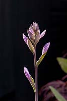 Hosta flower buds against a dark background. 