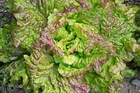 Lactuca sativa -  Lettuce 'Rosso di Trento'