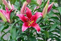 Lilium 'Amarossi' -  Oriental Trumpet Lily 'Amarossi'