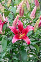 Lilium 'Amarossi' -  Oriental Trumpet Lily 'Amarossi'