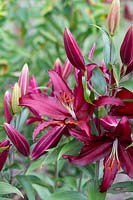 Lilium 'Firebolt' - Oriental Trumpet Lily 'Firebolt'