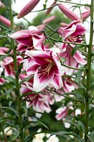 Lilium 'Friso' - Oriental Trumpet Lily 'Friso'