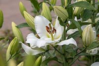 Lilium 'Petacas' - Oriental Trumpet Lily 'Petacas'