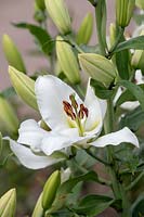 Lilium 'Petacas' - Oriental Trumpet Lily 'Petacas'
