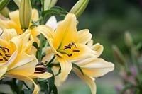 Lilium 'Portugal' - Oriental Trumpet Lily 'Portugal'