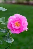 Rosa Cariad 'Auspanier' - Rose 'Cariad'