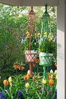 Spring flowering bulbs fill hanging pots in macrame holders. 
