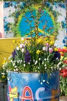 Peace painted oil drum, planted with Muscari, Tulips, Hyacinthus, Narcissus and Ribes- Ornamental currant. 