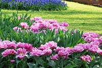 Spring borders with pink, double-flowering Tulipa - Tulips.  .