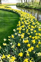 Narcissus - Daffodils flowering in a row near water. 