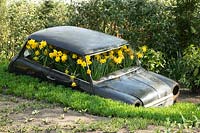 Broken car planted with flowering Narcissus - Daffodils. 