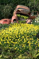 Broken car planted with flowering Narcissus - Daffodils.