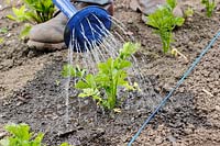 Gardener watering in young Apium graveolens var. rapaceum - Celeriac 'Monarch' into hole in soil.

