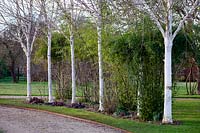 Betula utilis var. jacquemontii -  West Himalayan birch - and Phyllostachys nigra 'Boryana' - Black bamboo 'Boryana'