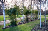 Avenue of Betula utilis var. jacquemontii - West Himalayan birch at Stevington Manor, Stevington, UK.