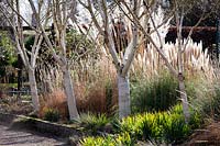 Row of Betula utilis var. jacquemontii 'Grayswood Ghost', Stevington Manor Garden, Stevington, UK.