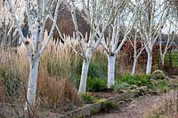 Betula utilis var. jacquemontii 'Grayswood Ghost' and Cortaderia selloana 'Pumila' at Stevington Manor Garden, Stevington, UK.