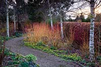 Cornus sanguinea 'Midwinter Fire' - Dogwood 'Midwinter Fire' in border at Stevington Manor Gardens, Stevington, UK.
