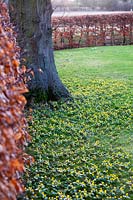 Eranthis hyemalis - Winter Aconite - naturalised in grass, growing under hedge and tree. Stevington Manor Gardens, Stevington, UK. 