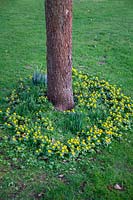 Eranthis hyemalis - Winter Aconite - planted around the base of a tree.
