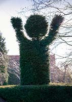 Topiarised Taxus baccata - Yew at Stevington Manor Gardens, Stevington, UK. 