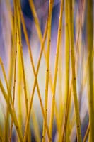 Salix alba var. vitellina - Golden Willow