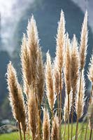 Cortaderia selloana 'Pumila'- Pampas grass 'Pumila'