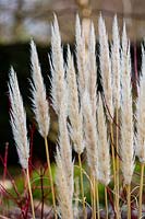 Cortaderia selloana 'Pumila'- Pampas grass 'Pumila'