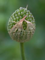 Allium sphaerocephalon - Round-Headed Garlic - emerging flower