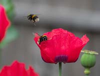 Papaver somniferum - Opium Poppy - loved by bees and insects.