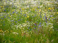Wildflower meadow planting - cornflower, poppy, ox-eyed daisy