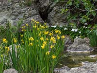 Iris pseudacorus - Yellow Iris growing by small tropical pond. 