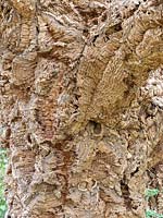 Quercus suber - Cork Oak - bark detail