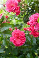 Rosa 'Heidetraum Plus' - Rose 'Heidetraum Plus'