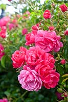 Rosa 'Heidetraum Plus' - Rose 'Heidetraum Plus'
