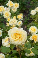Rosa 'Gyldensteen' - Rose 'Gyldensteen'