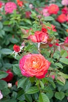 Rosa 'Feurio' - Rose 'Feurio'