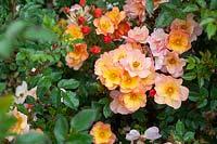 Rosa 'Linnaeus' - Rose 'Linnaeus'