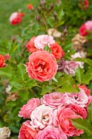 Rosa Mandarin 'Korcelin' - Rose 'Mandarin'