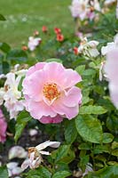 Rosa 'Exotic Sunset' - Rose 'Exotic Sunset'