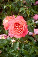 Rosa 'Sommersonne'
