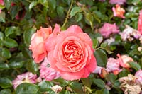 Rosa 'Sommersonne' 