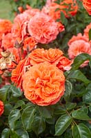 Rosa 'Orangerie'