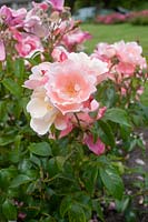 Rosa 'Roseromantic'
