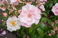 Rosa 'Roseromantic'