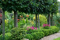 Row of pleached Tilia Lime trees, underplanted with clipped Buxus - Box and containers of pink Pelargonium. 