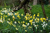 Flowerbed of mixed Narcissus - Daffodils 