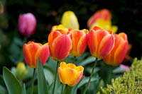 Tulipa - Tulip 