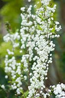 Spiraea prunifolia 'Plena' - Bridal Wreath 'Plena' 
